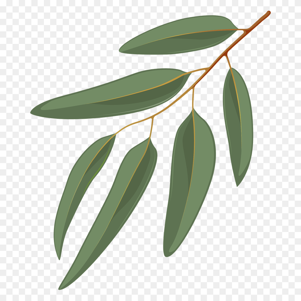 Blue Gum Leaf Clipart, Plant, Tree, Vegetation, Annonaceae Free Png