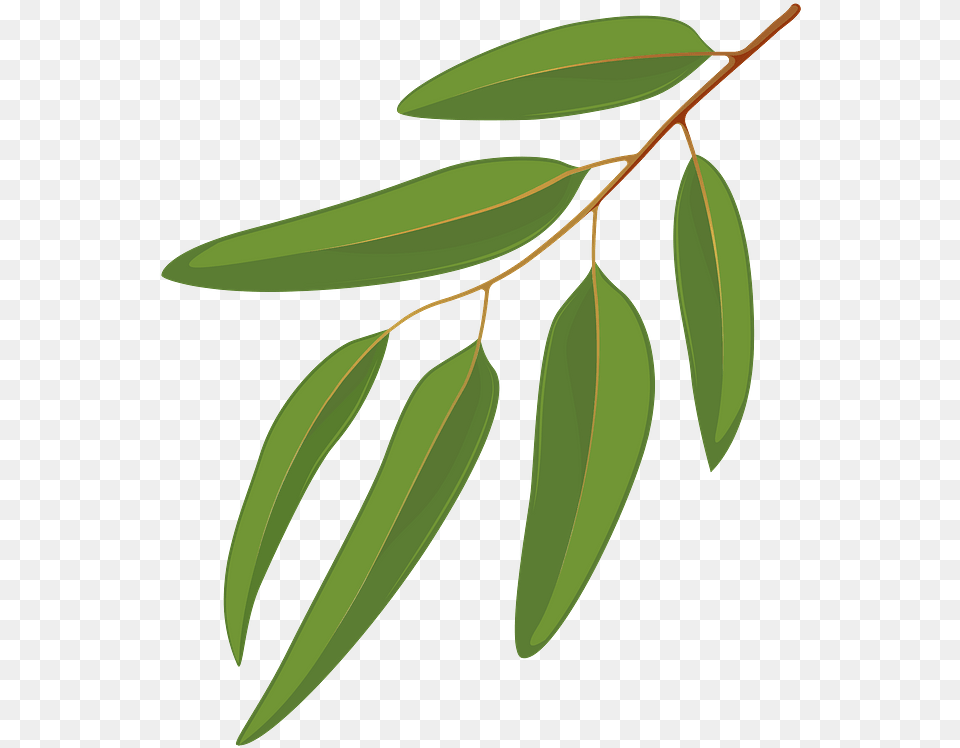 Blue Gum Leaf Clipart Gum Trees Clip Art, Tree, Plant, Annonaceae, Herbal Png Image