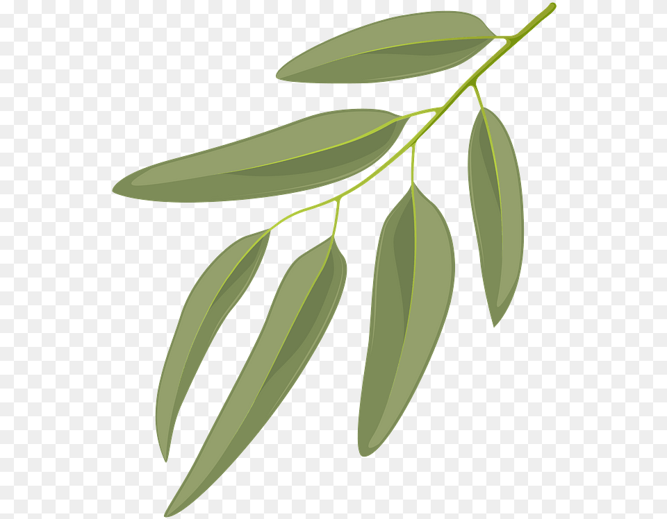 Blue Gum Leaf Clipart Twig, Tree, Plant, Herbal, Herbs Png Image