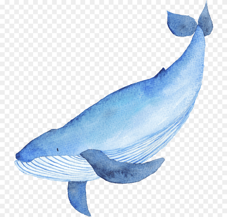 Blue Hand Drawn Whale Cartoon Watercolor Illustration Of Whale, Animal, Mammal, Sea Life, Bird Png Image