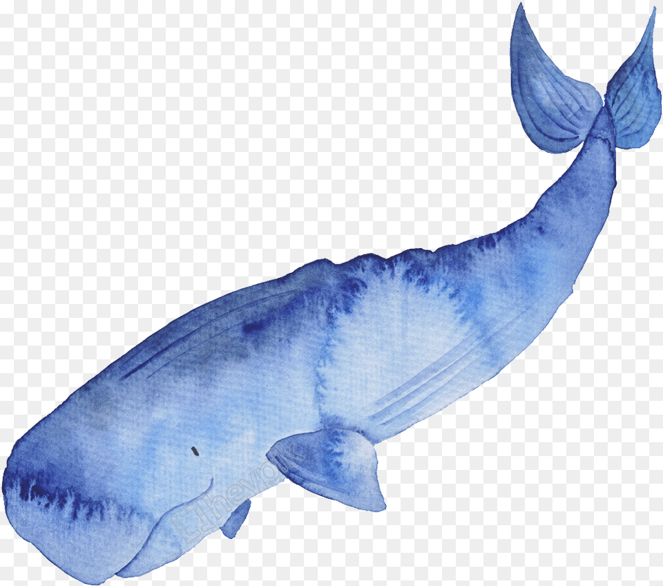 Blue Hand Painted Watercolor Transparent Watercolor Whale, Animal, Sea Life, Fish, Shark Free Png