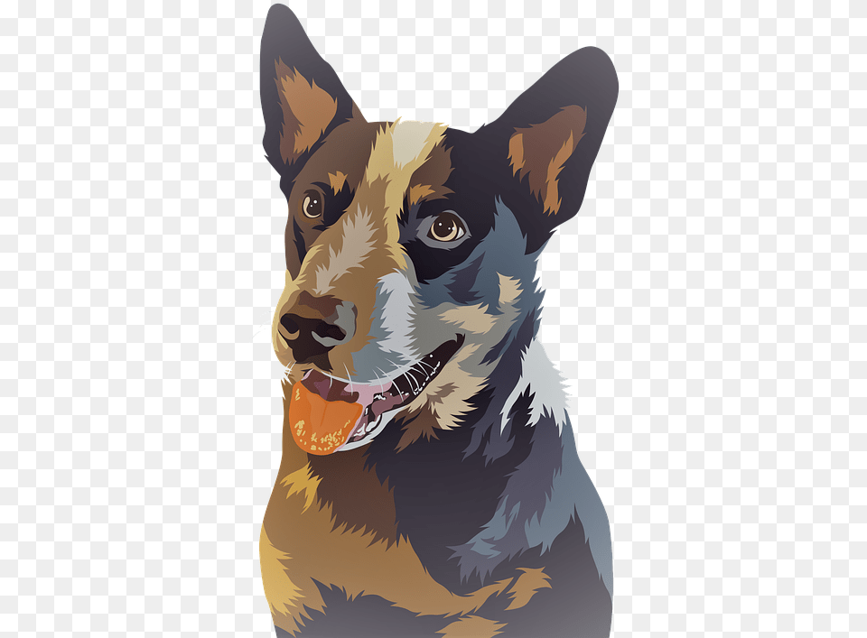 Blue Heeler, Animal, Canine, Dog, German Shepherd Png