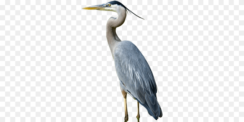 Blue Heron Great Blue Heron Clipart, Animal, Bird, Stork, Waterfowl Free Png