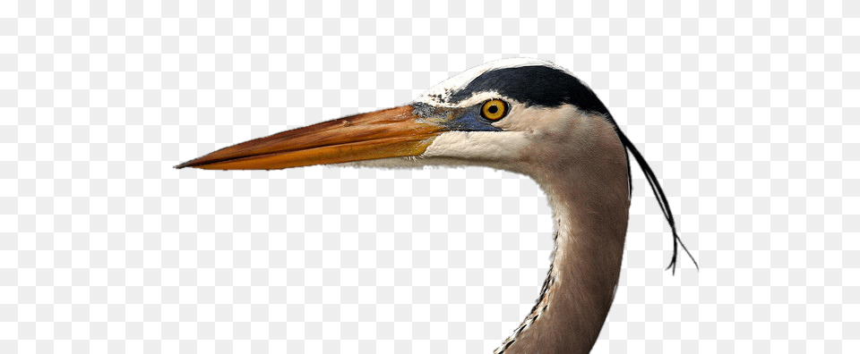 Blue Heron Head, Animal, Beak, Bird, Stork Png