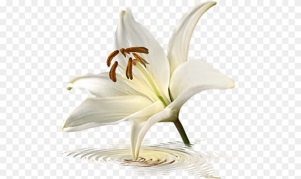 Blue Horizons White Lily Flower Single, Plant, Petal Free Transparent Png