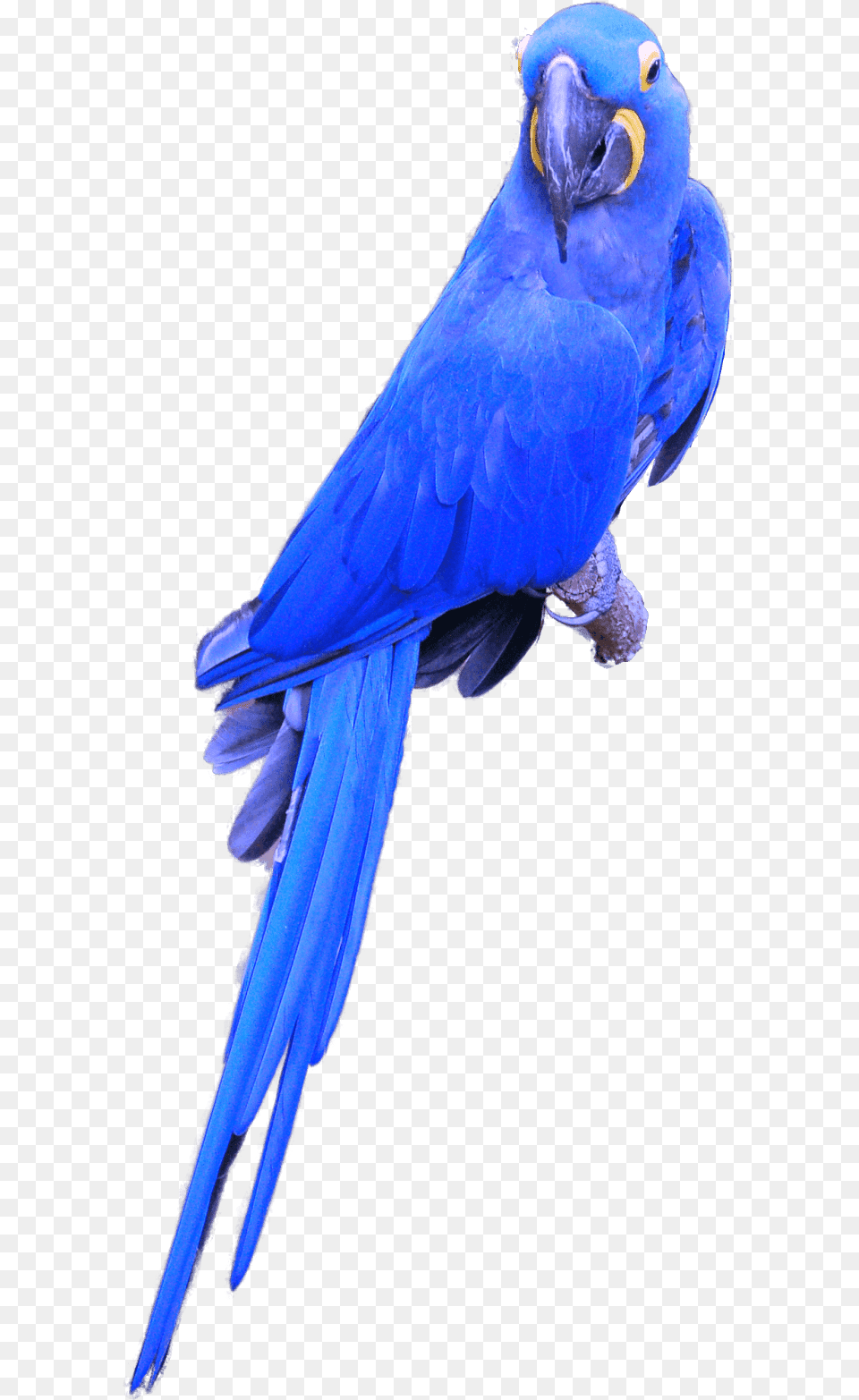 Blue Hyacinth Macaw Transparent Hyacinth Macaw, Animal, Bird, Parrot Png Image