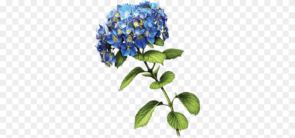 Blue Hydrangea, Plant, Geranium, Flower, Flower Bouquet Free Png Download