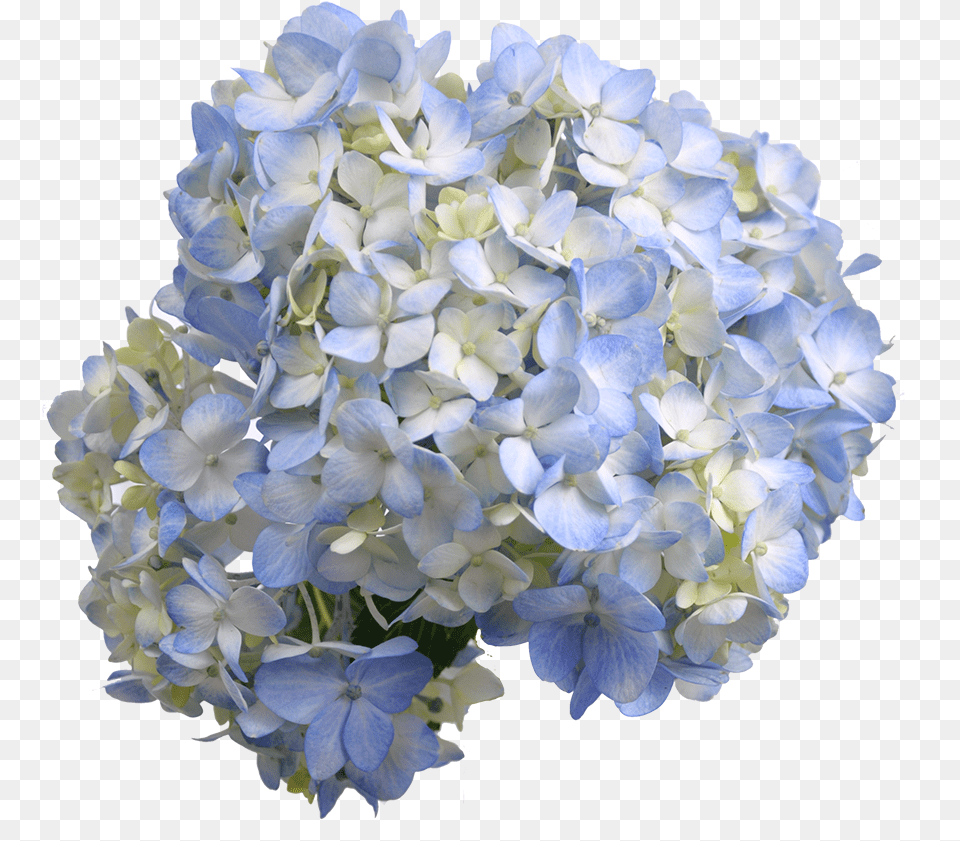 Blue Hydrangea, Flower, Flower Arrangement, Flower Bouquet, Geranium Free Png