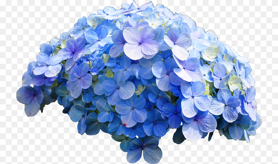 Blue Hydrangea, Flower, Flower Arrangement, Flower Bouquet, Geranium Free Transparent Png