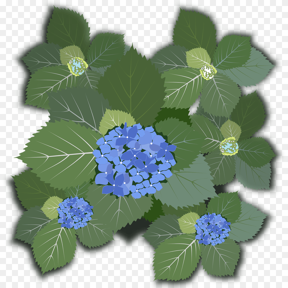 Blue Hydrangea Flowers Clipart, Pattern, Food, Produce, Flower Png