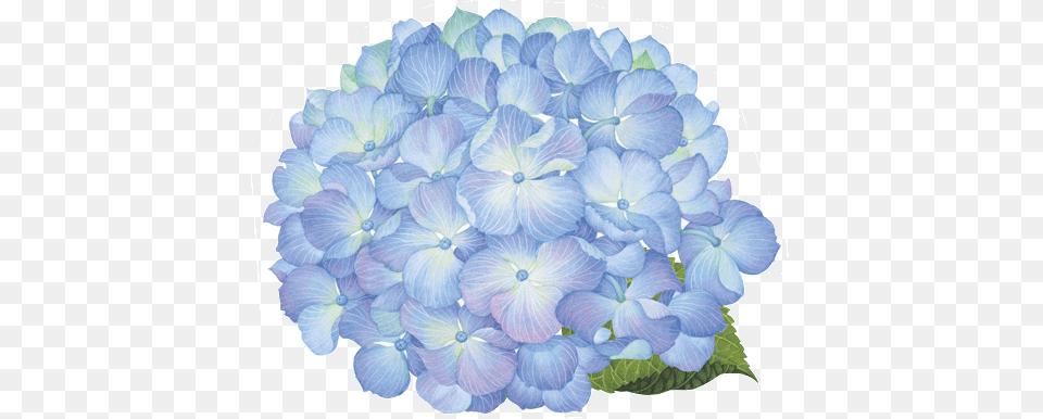 Blue Hydrangea Graphic Royalty Hortensia, Flower, Geranium, Petal, Plant Free Transparent Png