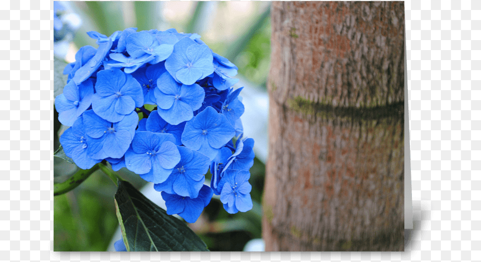 Blue Hydrangea Greeting Card Hydrangea Serrata, Flower, Geranium, Plant, Flower Arrangement Png