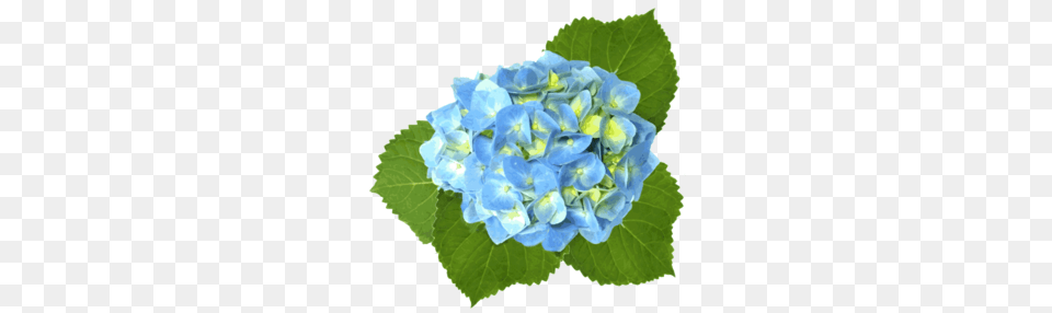 Blue Hydrangea Images, Flower, Geranium, Plant, Flower Arrangement Free Png Download