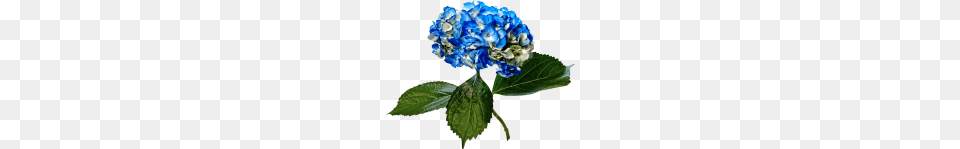 Blue Hydrangea With Leaves, Flower, Geranium, Plant, Flower Arrangement Free Png Download