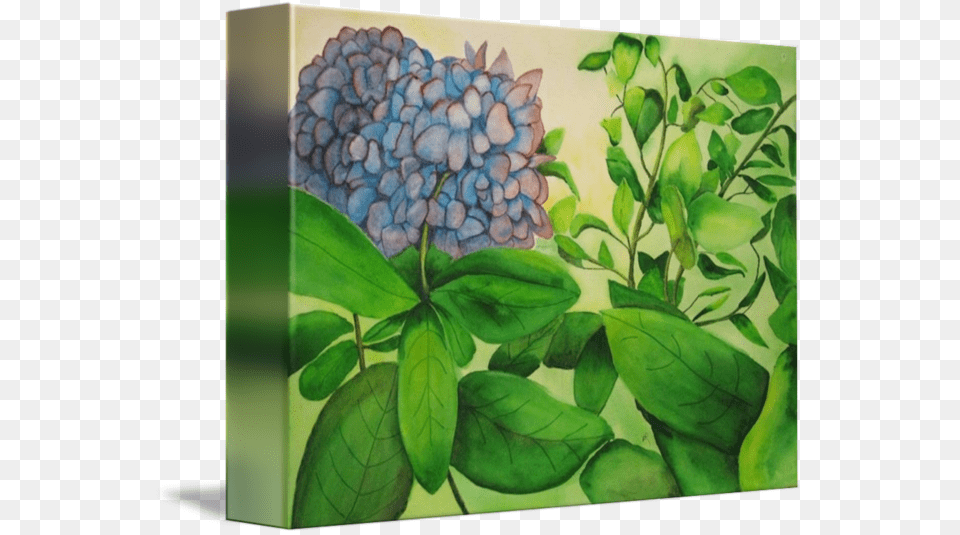 Blue Hydrangeas By Nancy Riedell Blue, Art, Green, Painting, Leaf Free Transparent Png