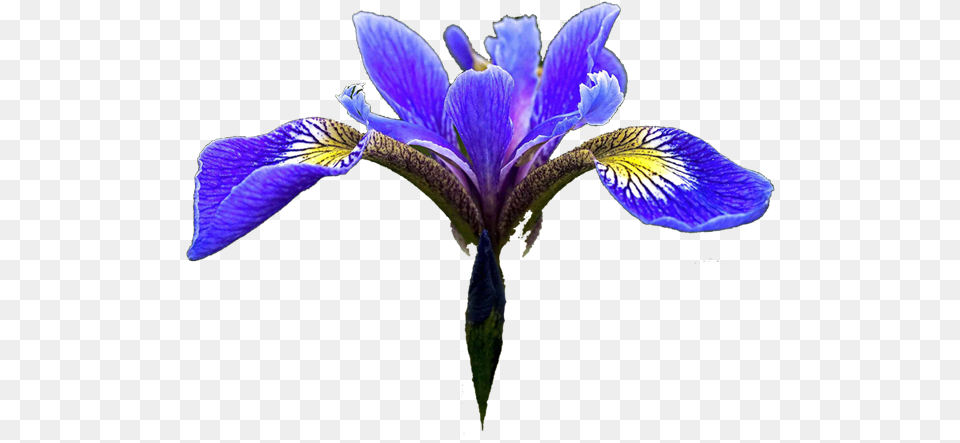 Blue Iris Flower Image With No Blue Iris Flower Clipart, Petal, Plant, Purple, Geranium Png
