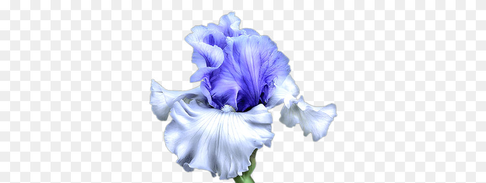 Blue Iris Flower Transparent Transparent Image Iris Flower, Plant, Petal, Adult, Wedding Png