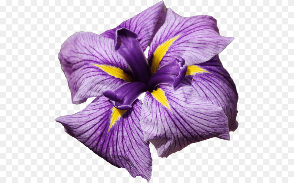 Blue Iris Iris Flowers, Flower, Plant, Geranium, Petal Png