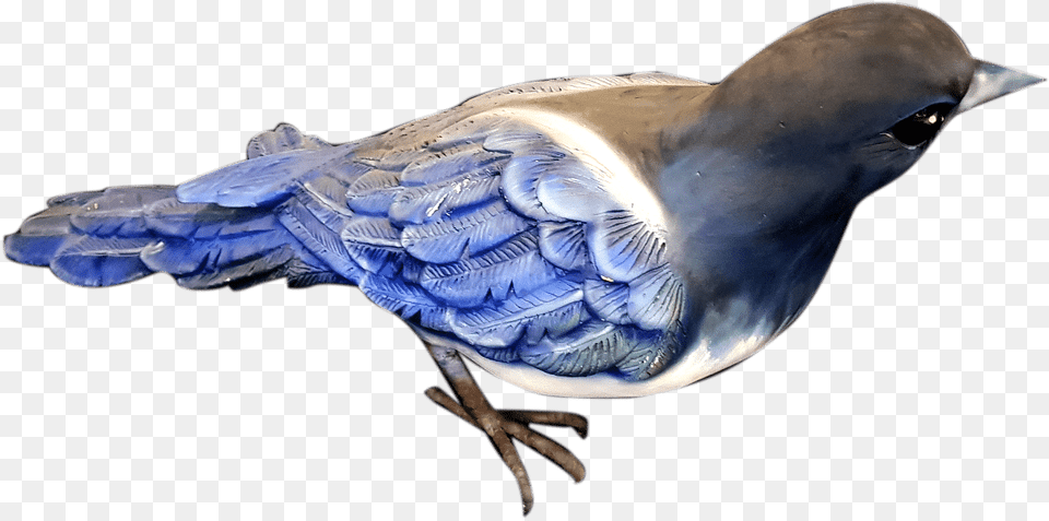 Blue Jay, Animal, Bird, Blue Jay, Bluebird Free Transparent Png