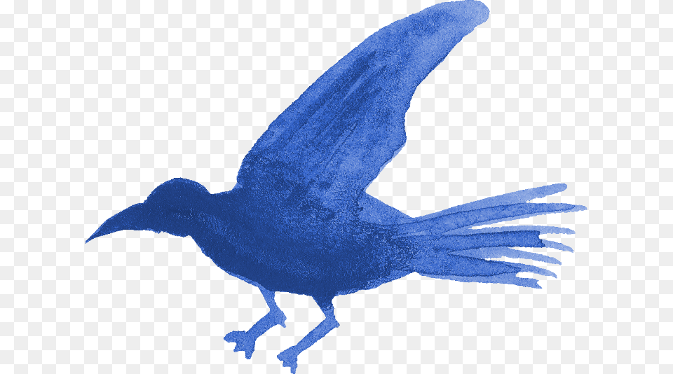Blue Jay, Animal, Bird Png