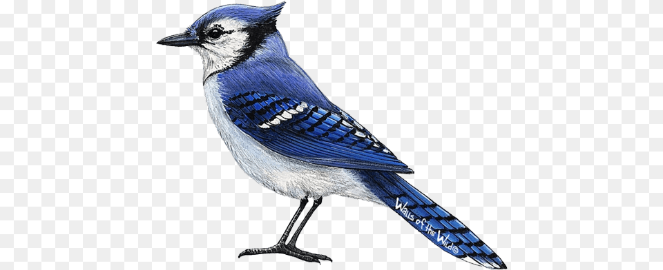 Blue Jay 3 Realistic Blue Jay Bird Drawing, Animal, Blue Jay, Bluebird Png Image