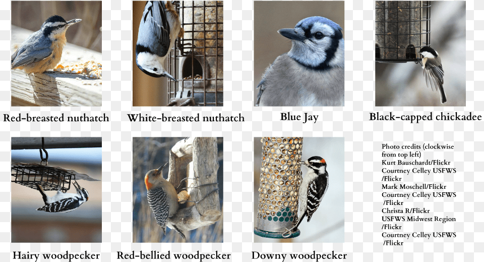 Blue Jay, Art, Collage, Animal, Beak Png Image