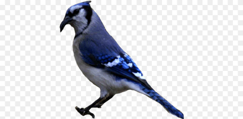 Blue Jay 4 Image Blue Jay Bird, Animal, Blue Jay, Bluebird Free Transparent Png