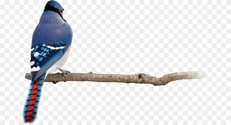Blue Jay Back Side, Animal, Bird, Blue Jay, Bluebird Free Transparent Png