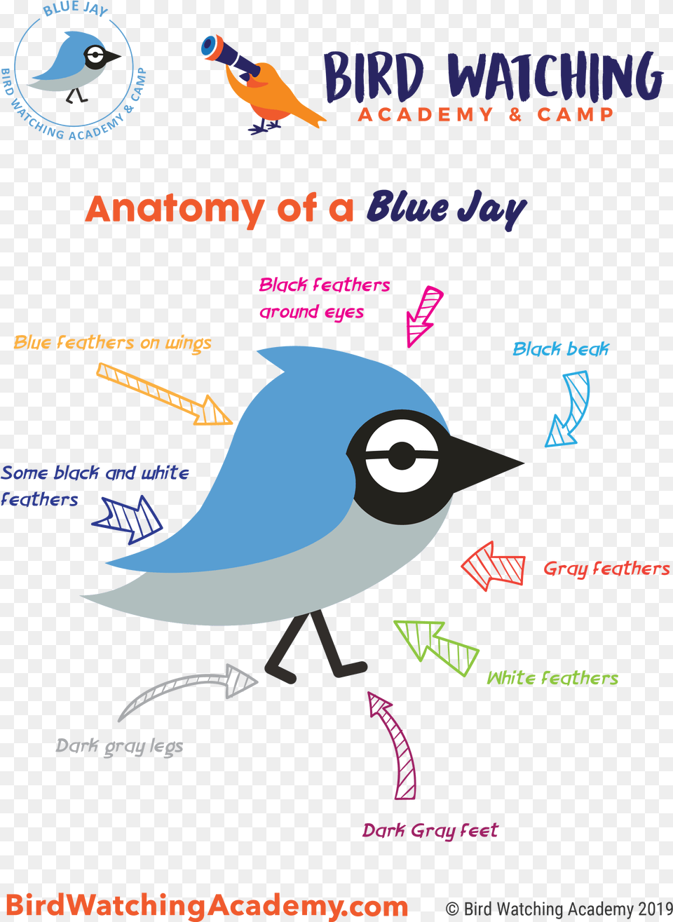 Blue Jay Bird Watching Academy Birds Anatomy For Kids, Animal Png