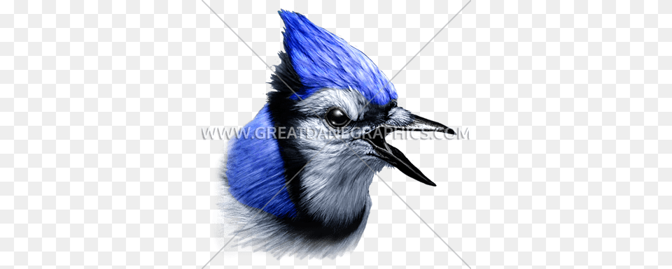 Blue Jay Blue Jay Head, Animal, Bird, Blue Jay, Bluebird Free Transparent Png