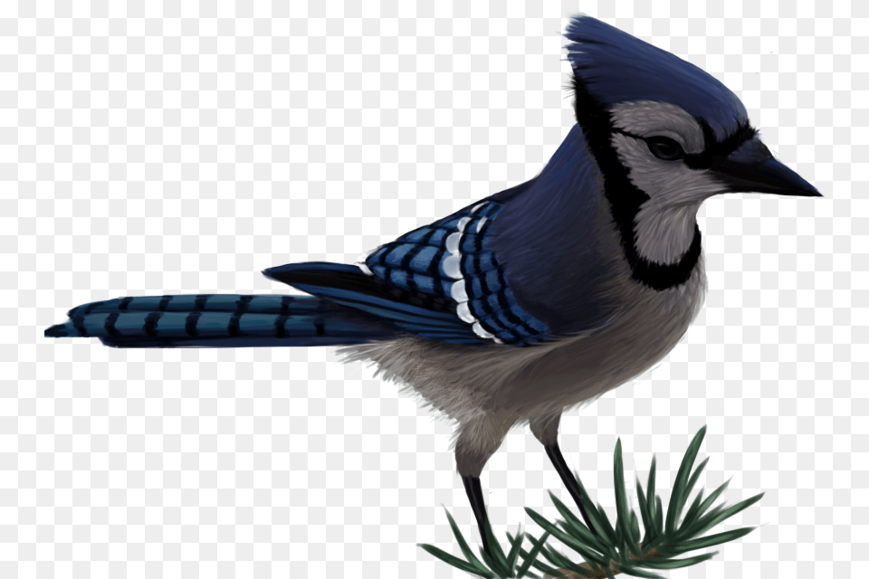 Blue Jay By Sherushi Vector Free Transparent Blue Jay, Animal, Bird, Blue Jay, Bluebird Png Image