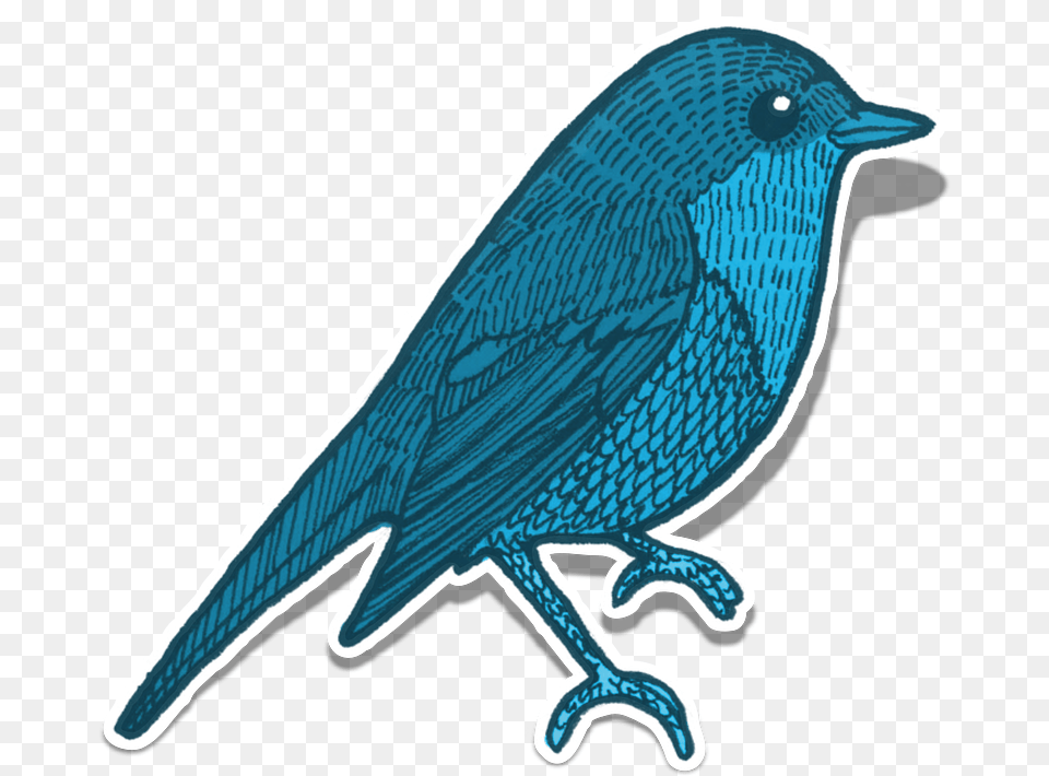 Blue Jay Clipart 18 Buy Clip Art Elementos De La Naturaleza Animales, Animal, Bird Free Transparent Png