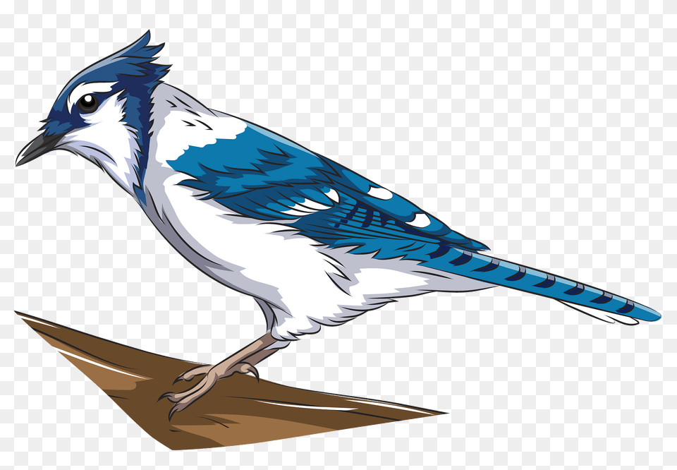 Blue Jay Clipart, Animal, Bird, Blue Jay, Bluebird Free Png