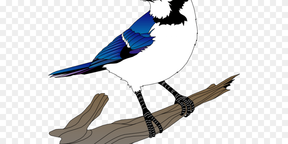 Blue Jay Clipart Birdie Blue Jay Vector, Animal, Bird, Blue Jay, Bluebird Free Png