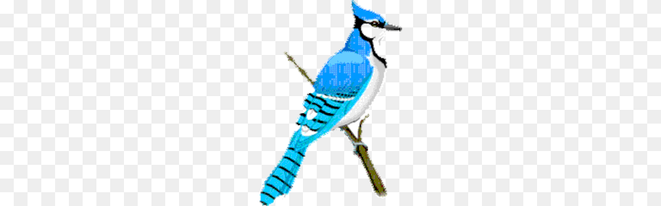 Blue Jay Clipart Cliparts Of Blue Jay Animal, Bird, Blue Jay, Bluebird Free Png Download
