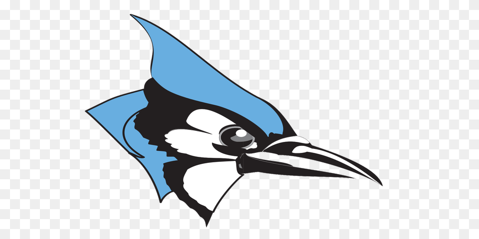 Blue Jay Clipart Johns Hopkins, Animal, Beak, Bird, Blue Jay Png Image