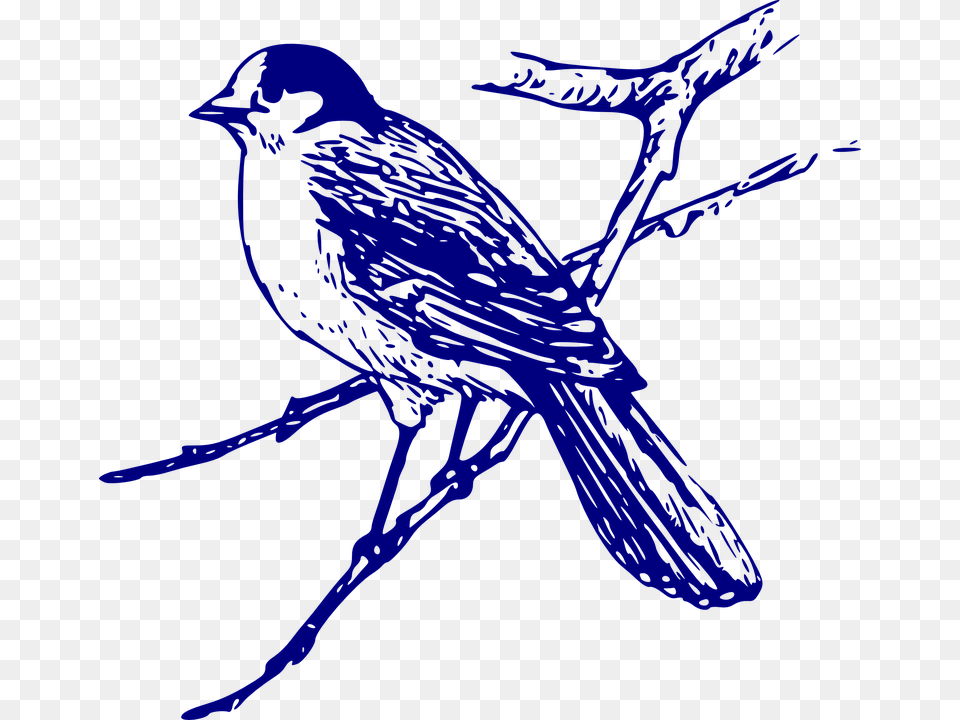 Blue Jay Clipart Vector, Animal, Bird, Blackbird, Finch Png Image