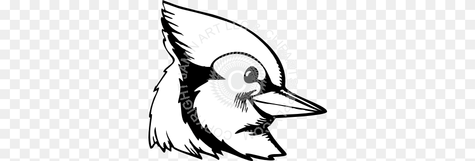 Blue Jay Head Turned Sideways, Animal, Bird, Beak, Fish Png Image