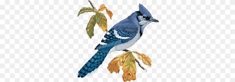 Blue Jay Illustration, Animal, Bird, Blue Jay, Bluebird Png
