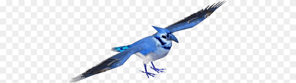 Blue Jay Image Blue Jay, Animal, Bird, Blue Jay, Bluebird Png