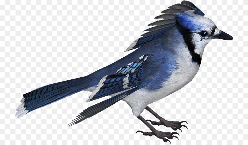 Blue Jay With No Background Blue Jay, Animal, Bird, Blue Jay, Bluebird Png Image