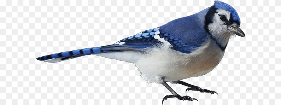 Blue Jay Image With No Blue Bird White Background, Animal, Blue Jay, Bluebird Free Png Download