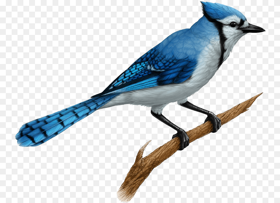 Blue Jay Realistic Blue Jay Drawings, Animal, Bird, Blue Jay, Bluebird Free Png
