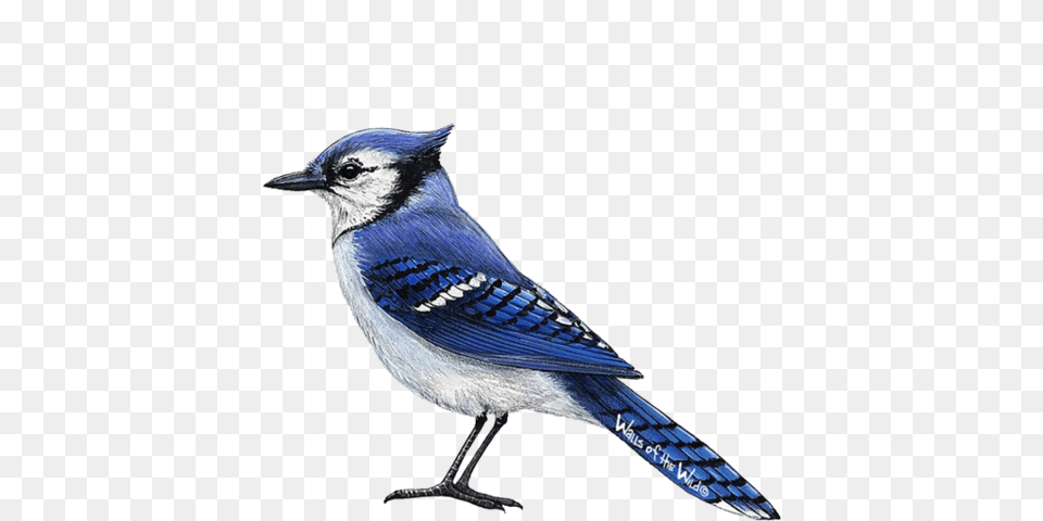 Blue Jay Wall Sticker, Animal, Bird, Blue Jay, Bluebird Png