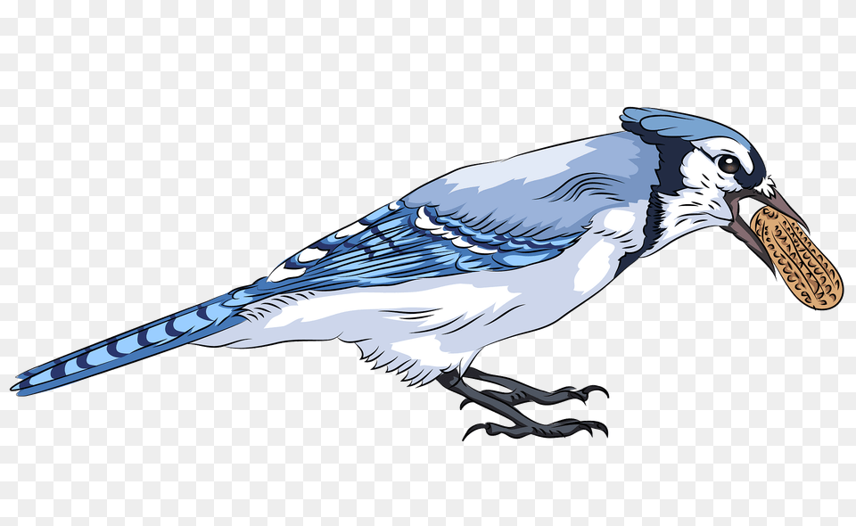 Blue Jay With Peanut Clipart, Animal, Bird, Blue Jay, Bluebird Free Png