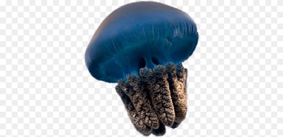 Blue Jellyfish Transparent Background Transparent Jellyfish, Animal, Invertebrate, Sea Life, Fish Free Png Download