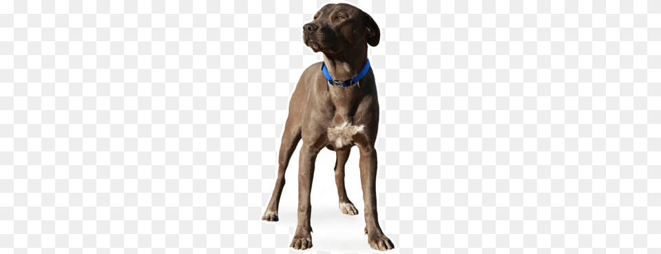 Blue Lacytexas Lacy Puppies In California, Animal, Canine, Dog, Mammal Free Transparent Png