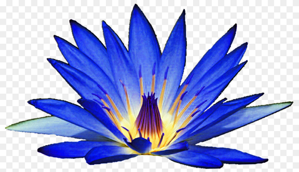Blue Lily Clipart, Flower, Plant, Pond Lily Png Image