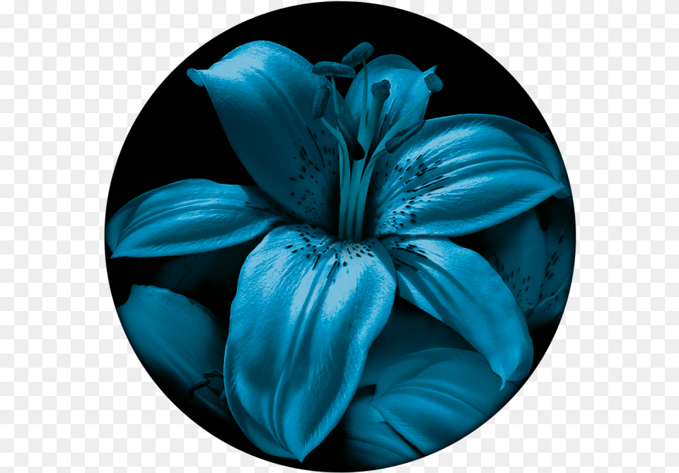 Blue Lily Lily, Flower, Plant, Person Png Image