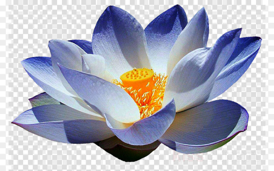 Blue Lotus Flower Clipart Sacred Lotus Egyptian Sacred Lotus, Anemone, Anther, Petal, Plant Free Png Download